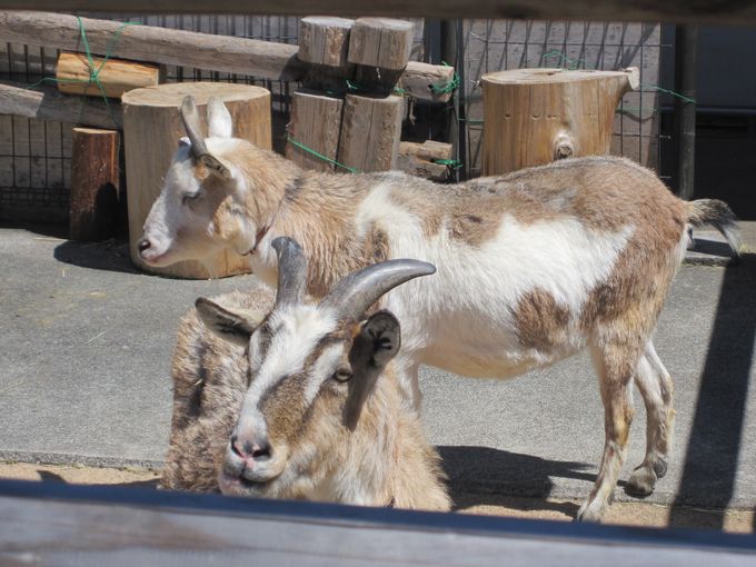 大島公園動物園　ヤギ