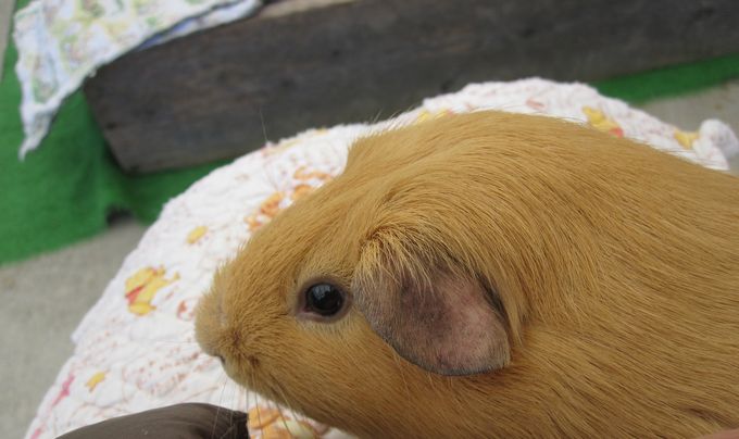 大島公園動物園　モルモット