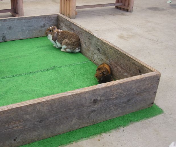 大島公園動物園　なかよし広場