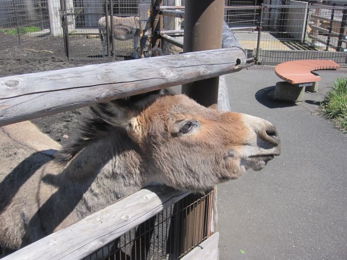 大島公園動物園　ロバ