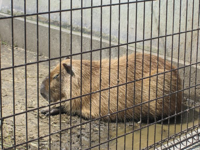 大島公園動物園　カピバラ