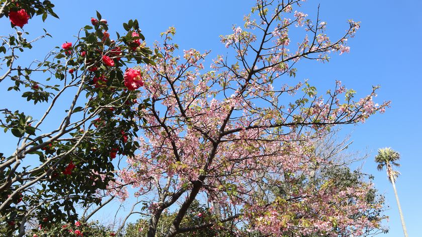 椿花ガーデン　椿園内