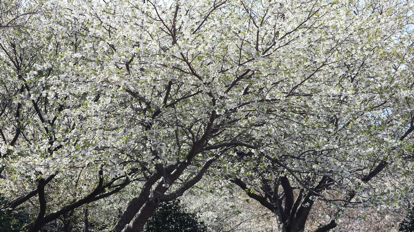 椿花ガーデン　桜