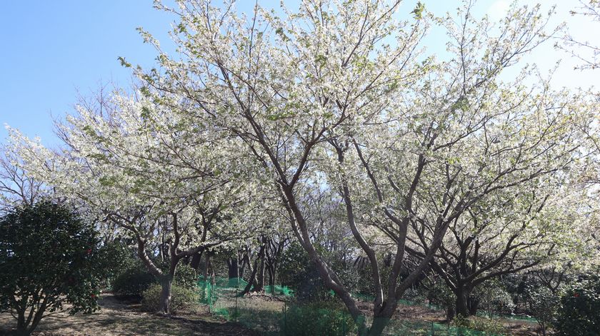 椿花ガーデン　桜