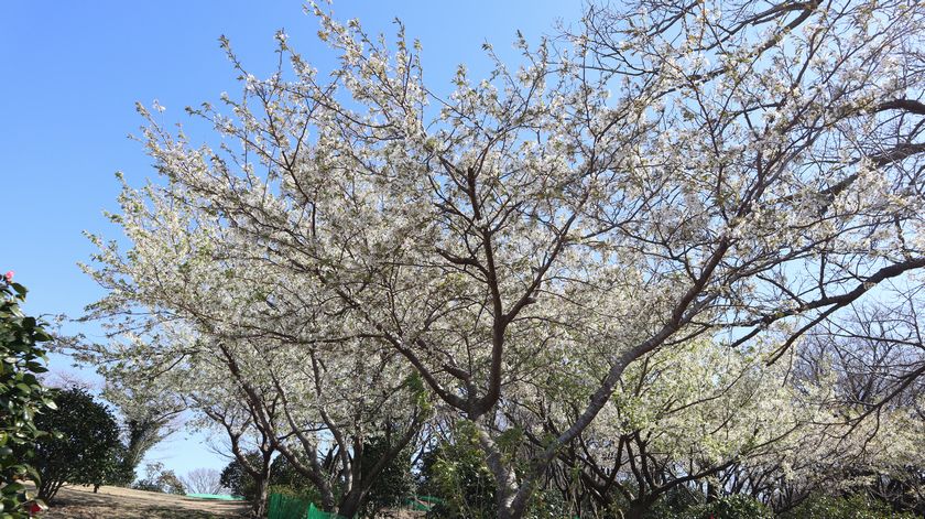 椿花ガーデン　桜