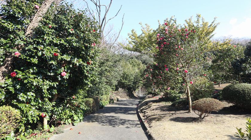 椿花ガーデン　園内