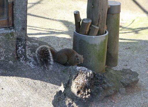 椿花ガーデン　タイワンリス