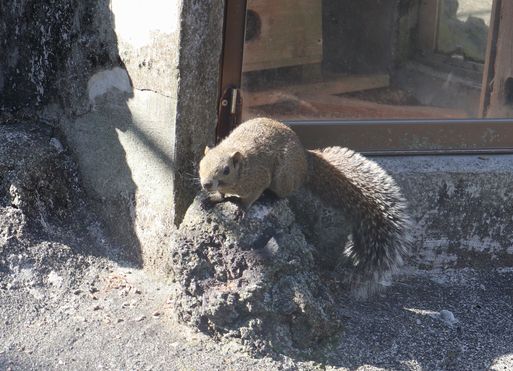 椿花ガーデン　タイワンリス