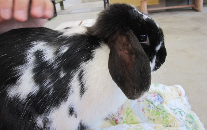 大島公園動物園　うさぎ