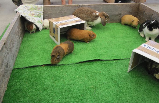 大島公園動物園　ふれあいタイム