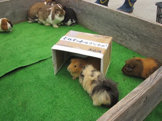 大島公園動物園　ふれあいタイム