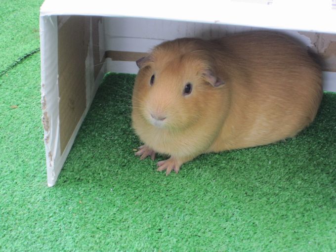 大島公園動物園　モルモット