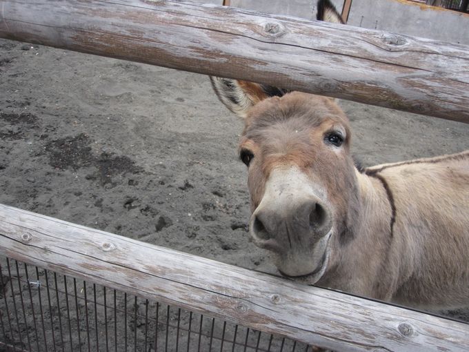 大島公園動物園　ロバ