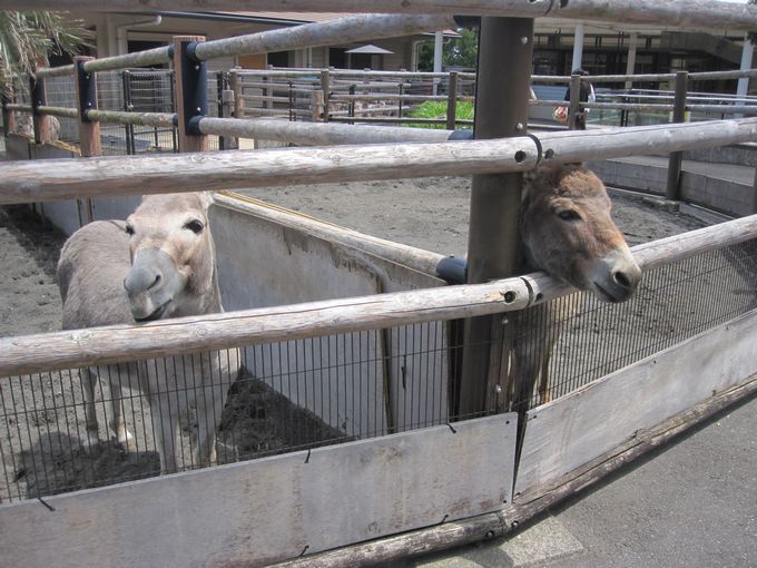 大島公園動物園　ロバ