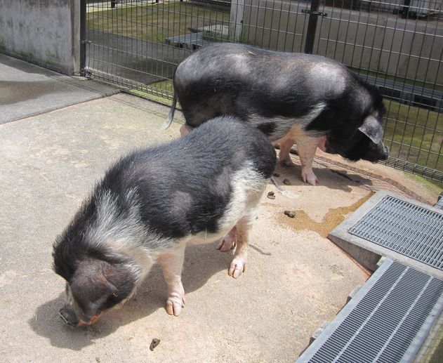 大島公園動物園　ブタ