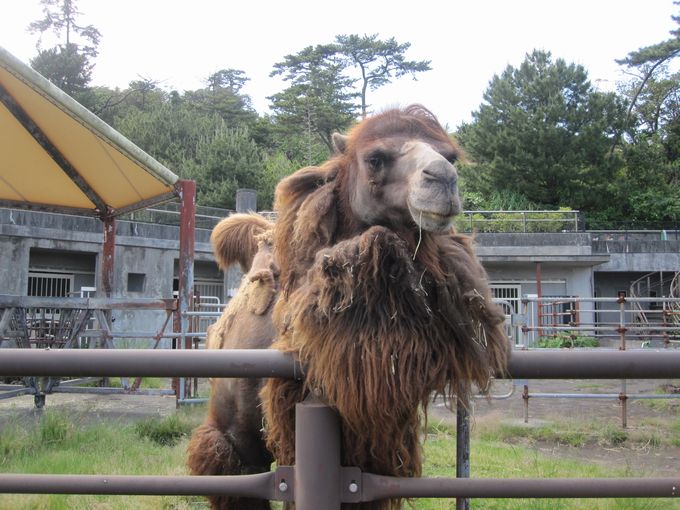 大島公園動物園　フタコブラクダ