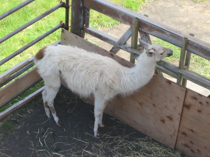 大島公園動物園　ラマ