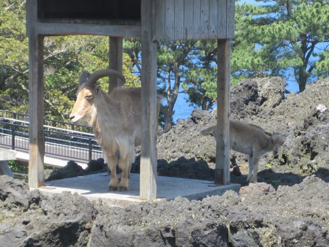 大島公園動物園　バーバリーシープ