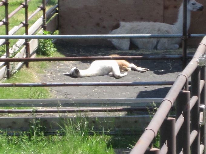 大島公園動物園　ラマ