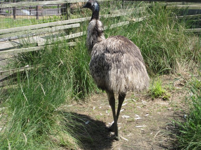 大島公園動物園　エミュー