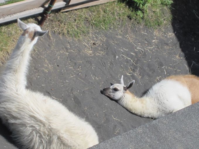 大島公園動物園　ラマ