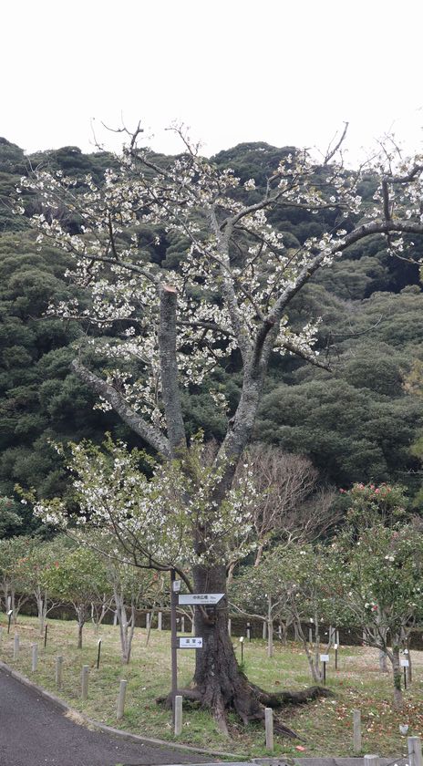 椿園　桜