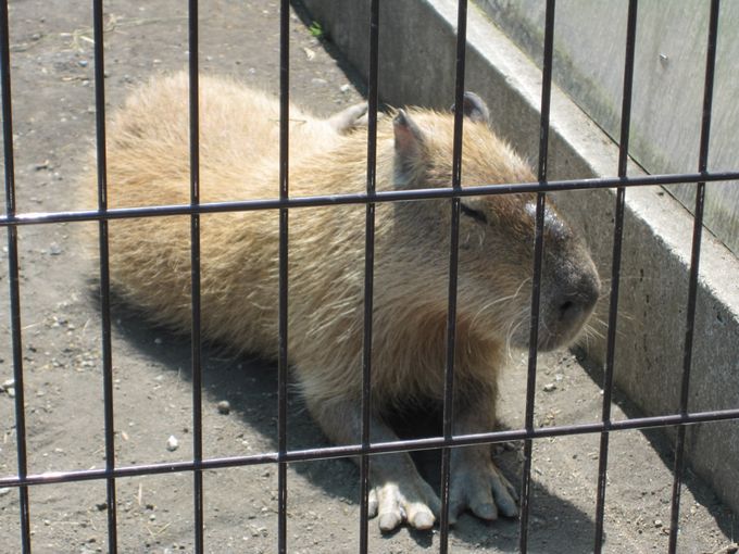 大島公園動物園　カピバラ