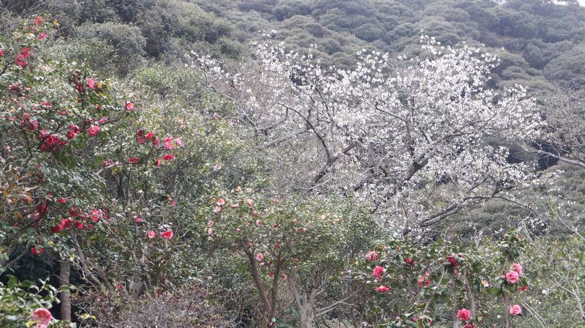 椿園　椿と桜