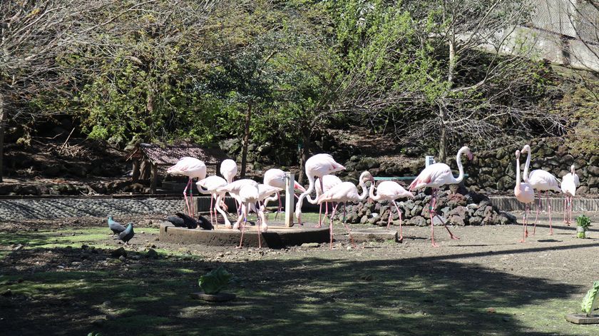 大島公園動物園　ヨーロッパフラミンゴ