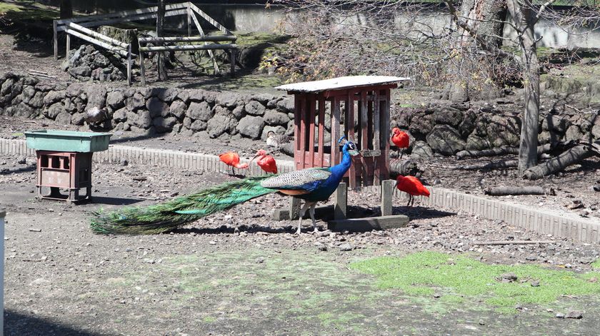 大島公園動物園　クジャク