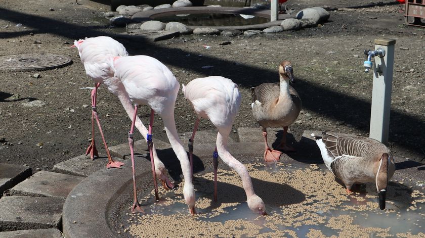 大島公園動物園　ヨーロッパフラミンゴ