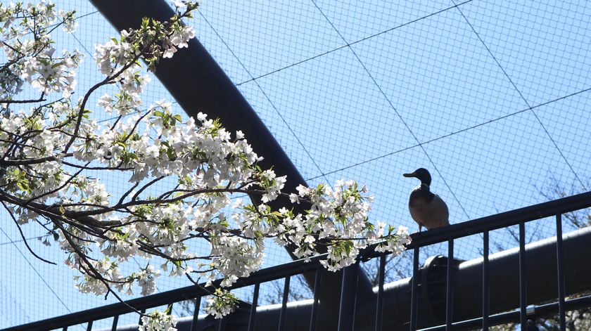 大島公園動物園　桜