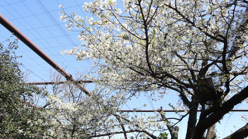 大島公園動物園　桜