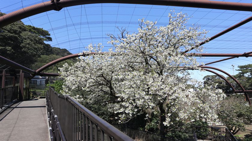 大島公園動物園　桜