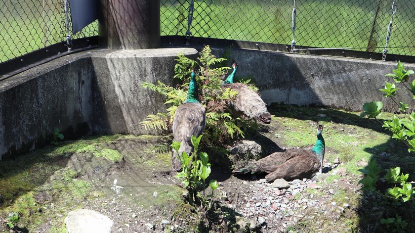 大島公園動物園　クジャク