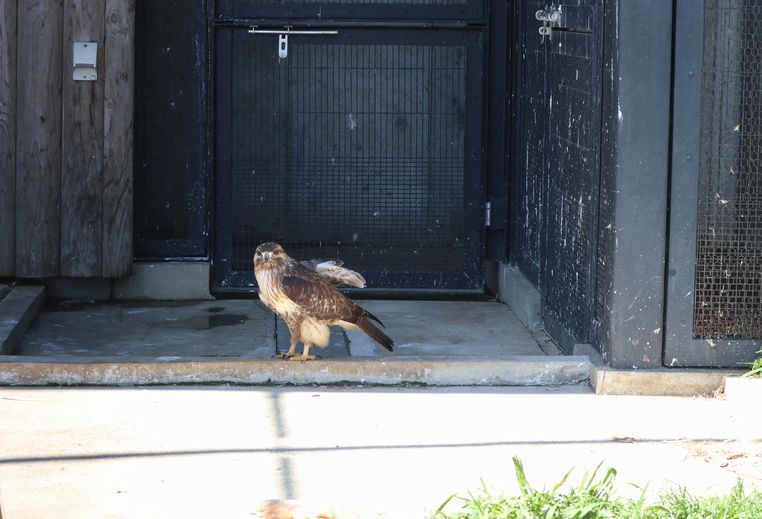 大島公園動物園　ノスリ