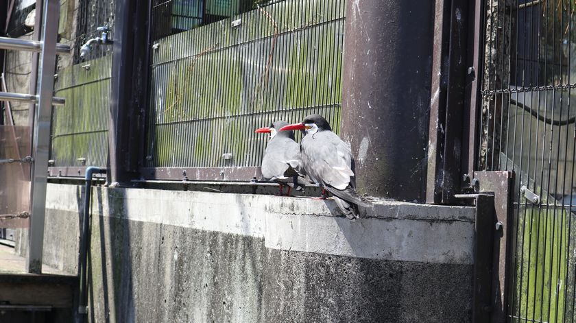 大島公園動物園　インカアジサシ