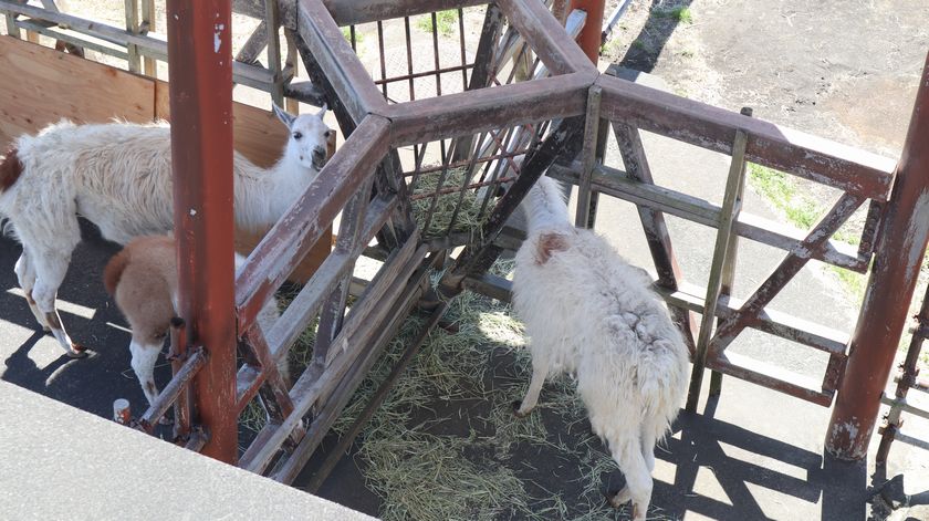 大島公園動物園　ラマ