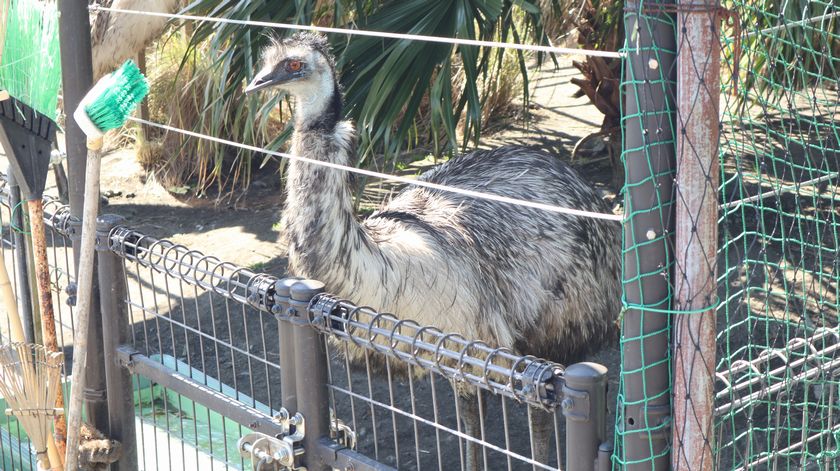 大島公園動物園　エミュー