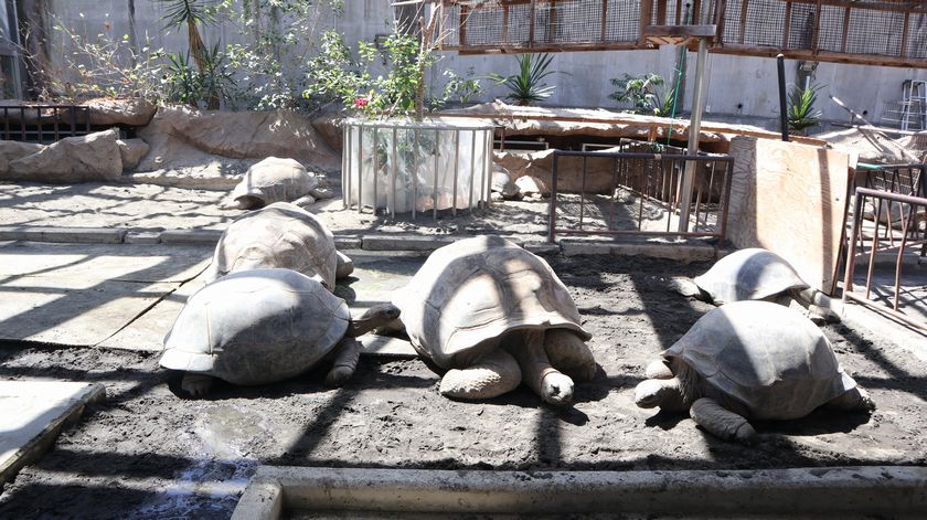 大島公園動物園　ゾウガメ