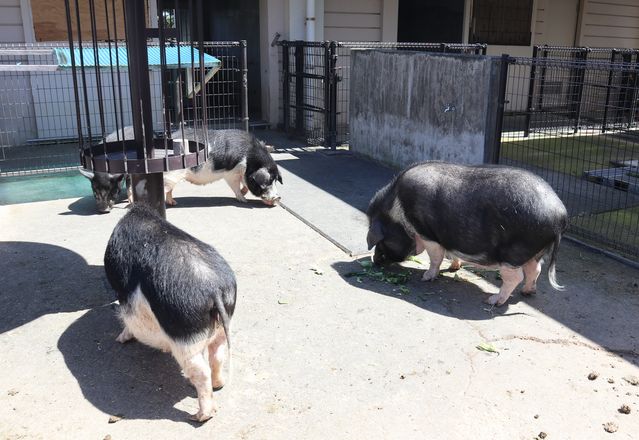 大島公園動物園　ブタ