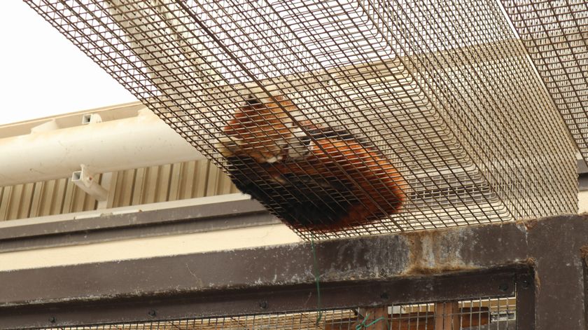 大島公園動物園　レッサーパンダ