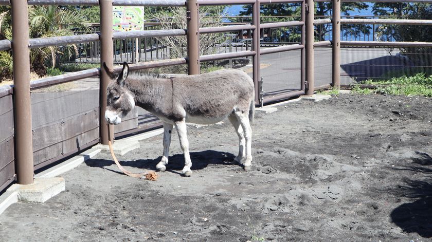 大島公園動物園　ロバ