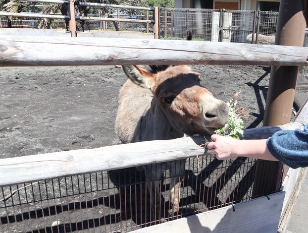 大島公園動物園　ロバ