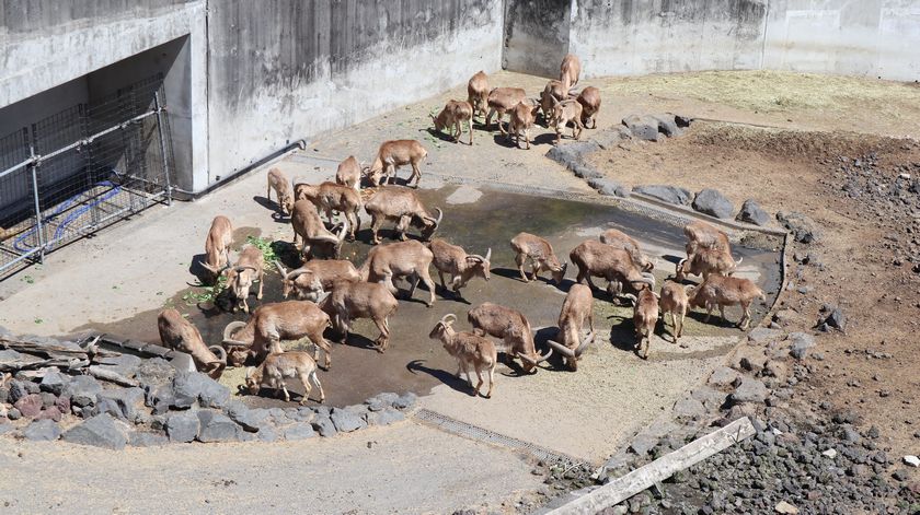 大島公園動物園　バーバリーシープ