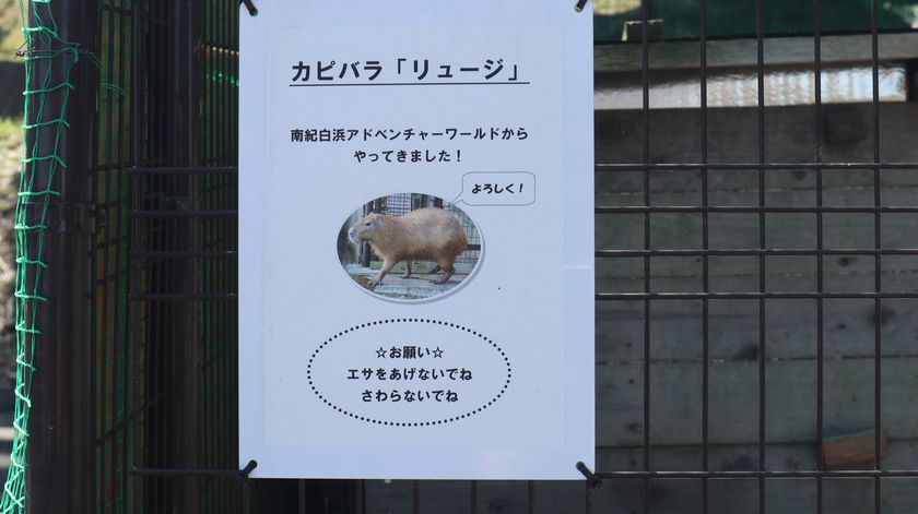 大島公園動物園　カピバラ説明