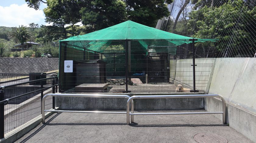 大島公園動物園　カピバラ