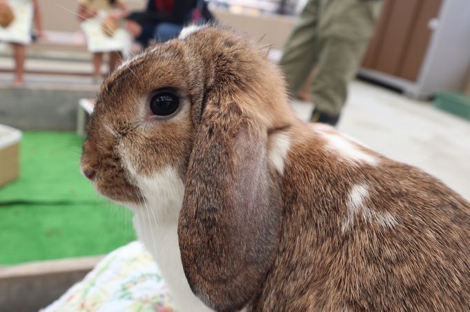 大島公園動物園　うさぎ