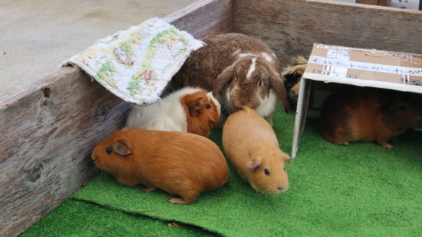 大島公園動物園　ふれあいタイム