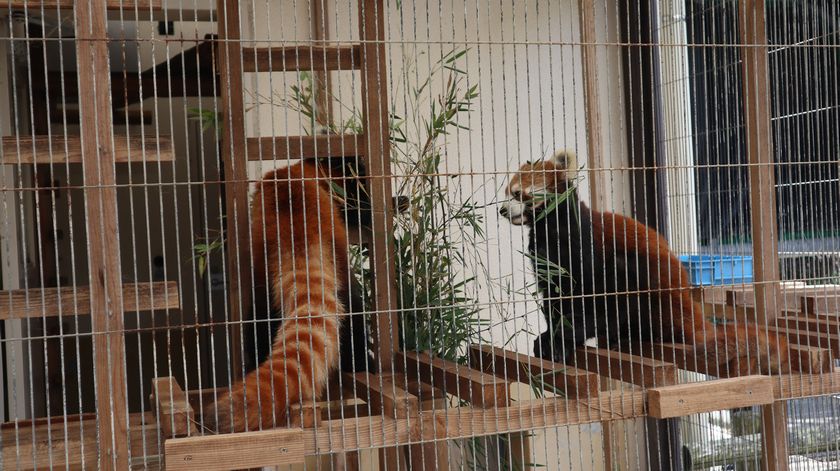 大島公園動物園　レッサーパンダ